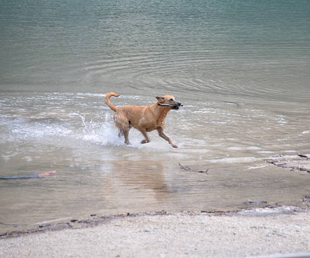 istock dog playing in the lake 490241504