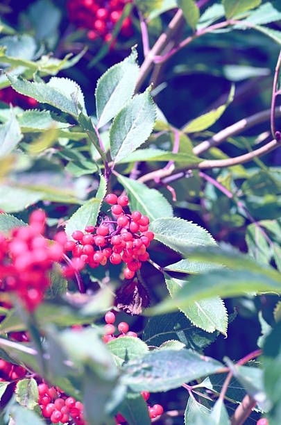 istock Rowan berries, Sorbus aucuparia 490241796