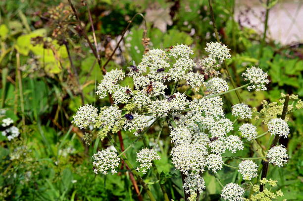 istock white flowers with insects 490242394