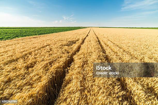 Foto de Campo De Trigo Maduro e mais fotos de stock de 2015 - 2015, Agricultura, Ajardinado