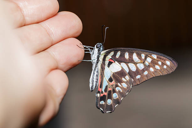 istock Common jay butterfly hanging on hand 490243014
