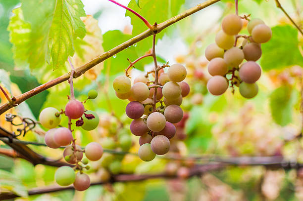 istock Bunch of grapes ripen on brunch 490244654