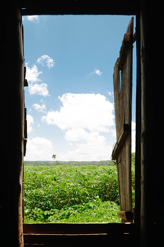 Agricultural field of industrial hemp view through a window. Vinales, Cuba - 6 August 2015.