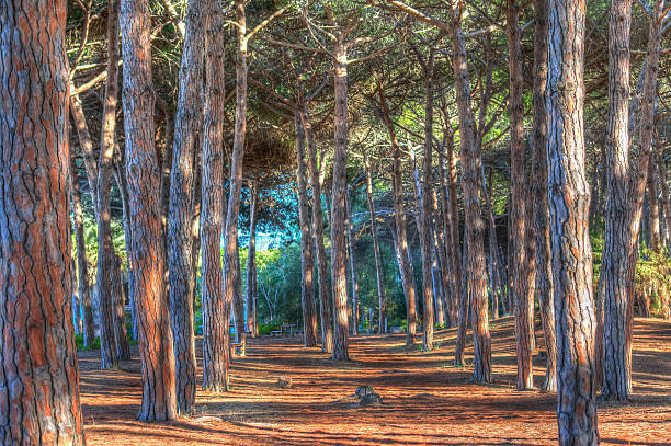 istock pinewood in hdr 490247056