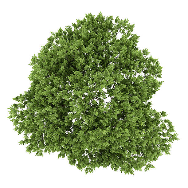 istock top view of elderberry tree isolated on white background 490247354