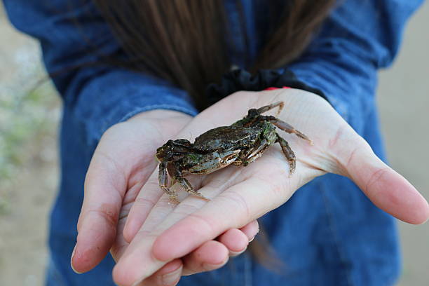 Crab Crab rests in the hands of the girl. odessa beach stock pictures, royalty-free photos & images