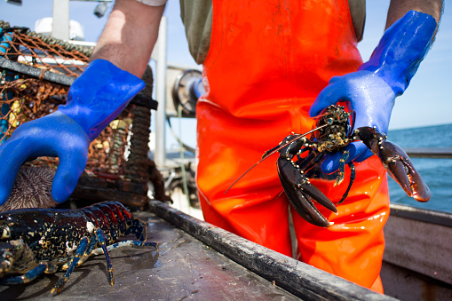 A low angle shot of an unrecognisable fisherman holding a lobster. He is wearing blue gloves and orange overalls to protect his clothing.