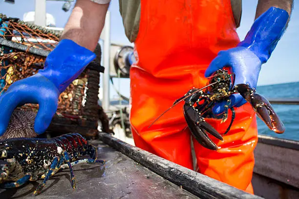 Photo of Lobster Fisherman