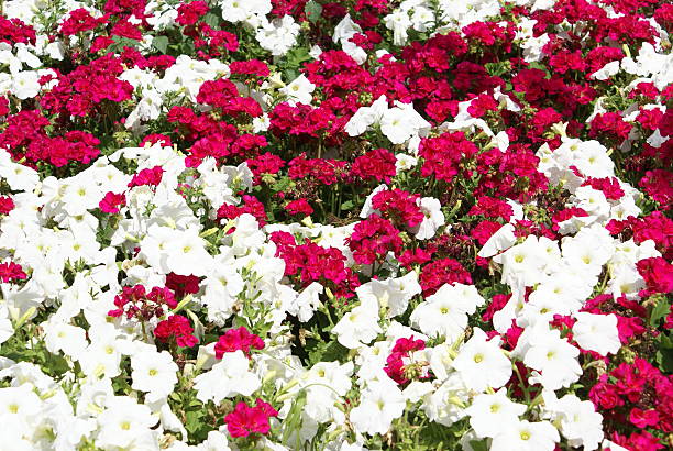 istock Red geranium & white petunia flowers 490249584