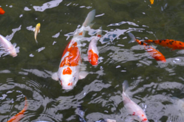 blurry defocused image of koi or carp in the pond