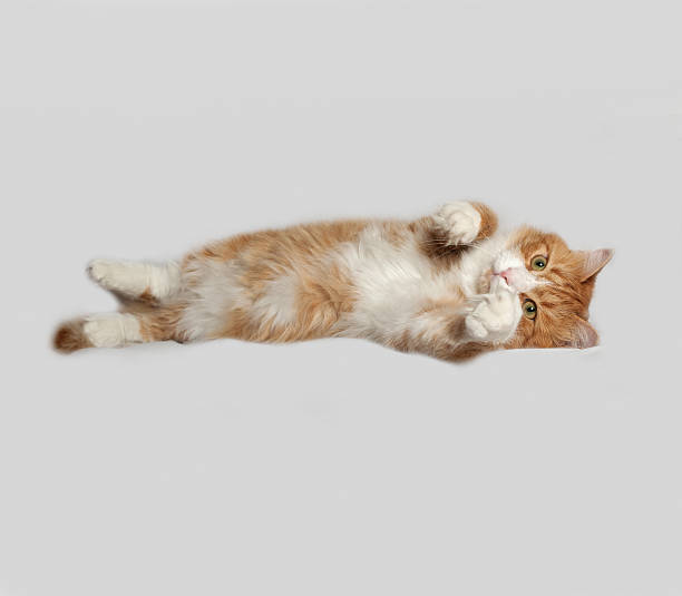 istock Red and white fluffy cat lies on gray 490252446