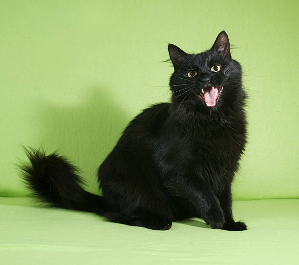 istock Black fluffy cat sits on green 490252604