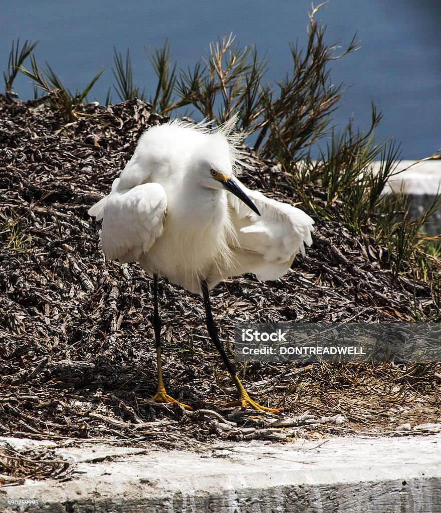 Ruffled Egret The feathers of tis white egret are ruffled from the wind Animal Body Part Stock Photo