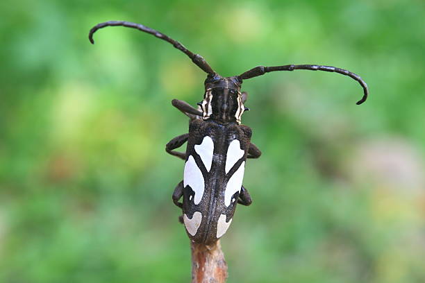 istock longhorn beetle in Genus Batocera 490260151