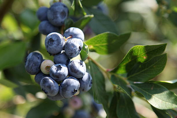 istock Harvest-ripe blueberries at a bush 490260267