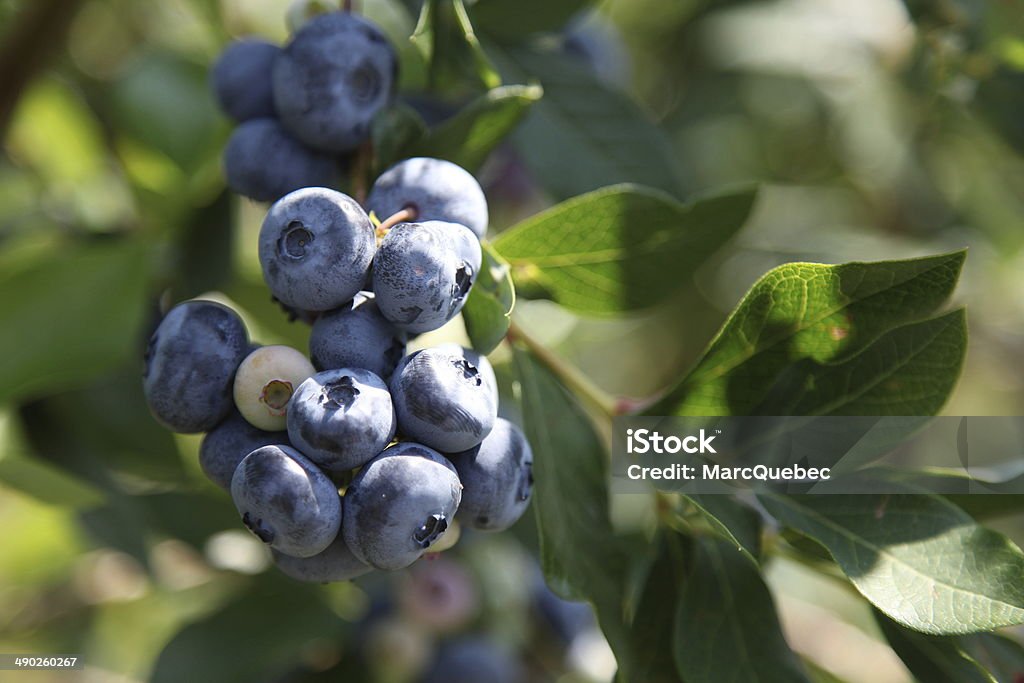 Harvest-ripe blueberries at a bush Grape of blueberries (vaccinium corymbosum), ripe for harvesting on a blueberry plantation. You can still see the white protective wax around the berries, which is produced by the plant itself. Berry Fruit Stock Photo