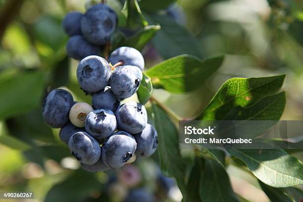Harvestripe Blueberries At A Bush Stock Photo - Download Image Now - Berry Fruit, Blue, Blueberry