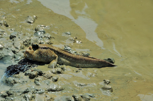 Mudskipper name Thailand in the forest. Can be costly, both on land and in water.