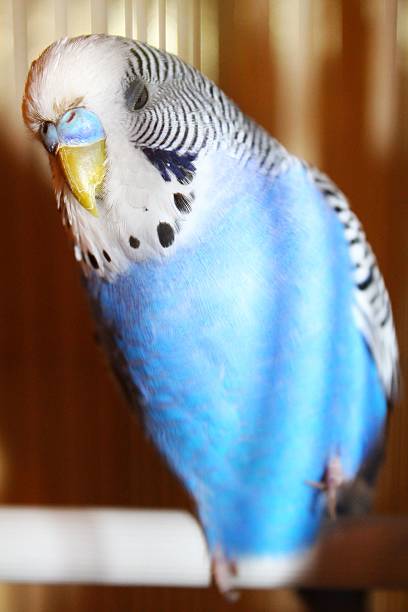 istock Young blue budgerigar is sleeping sitting on one paw 490260735