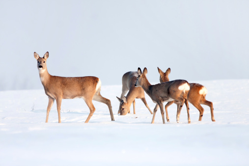Roe deer group in winter in a sunny day