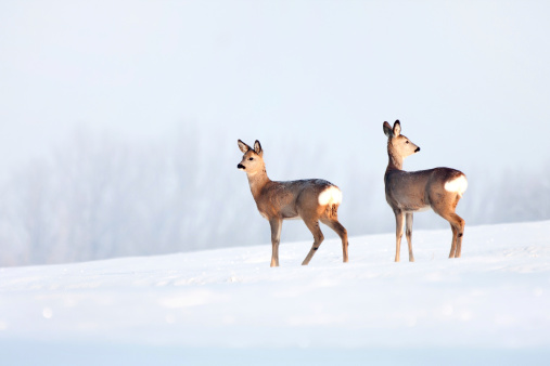 Deer in winter in a sunny day
