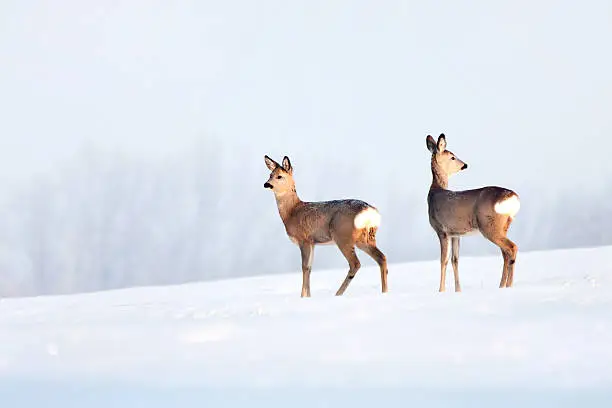 Deer in winter in a sunny day