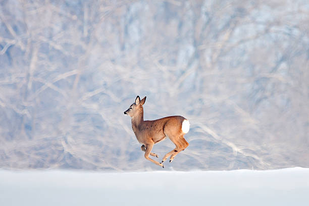 One deer running on snow over the forest background. One deer running on snow over the forest background roe deer frost stock pictures, royalty-free photos & images