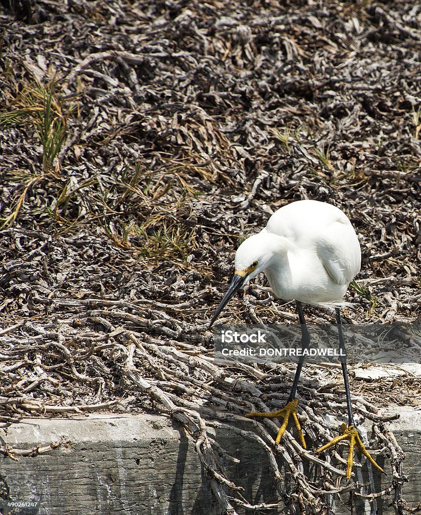 Egret Hunting This egret is ready to dive from a sea wall to catch food Animal Body Part Stock Photo