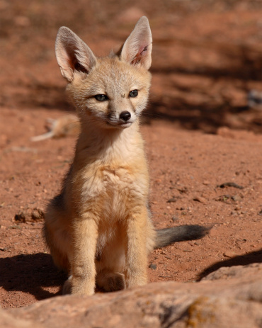 A Kit Fox puppy giving a curious look outside of its den in Utah.