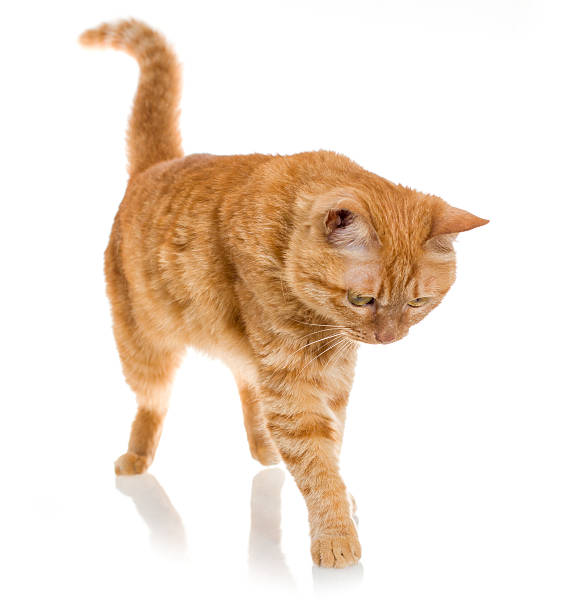 istock yellow ginger cat pet isolated 490261967