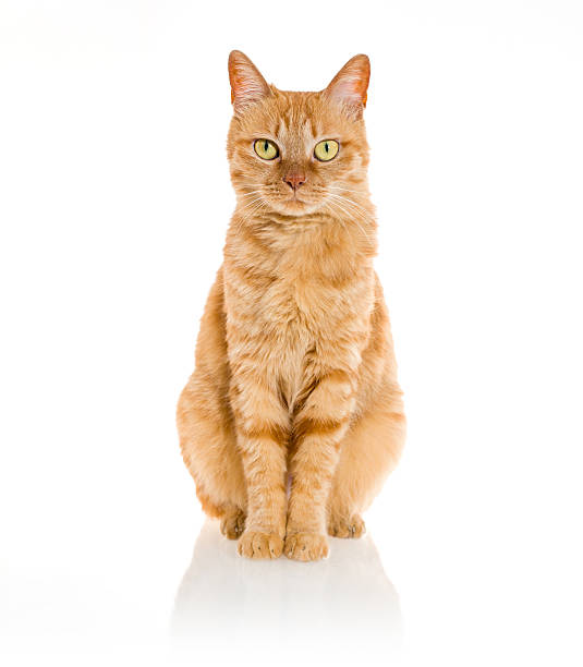 สัตว์เลี้ยงแมวขิงสีเหลืองโดดเดี่ยว - แมวส้ม ภาพสต็อก ภาพถ่ายและรูปภาพปลอดค่าลิขสิทธิ์