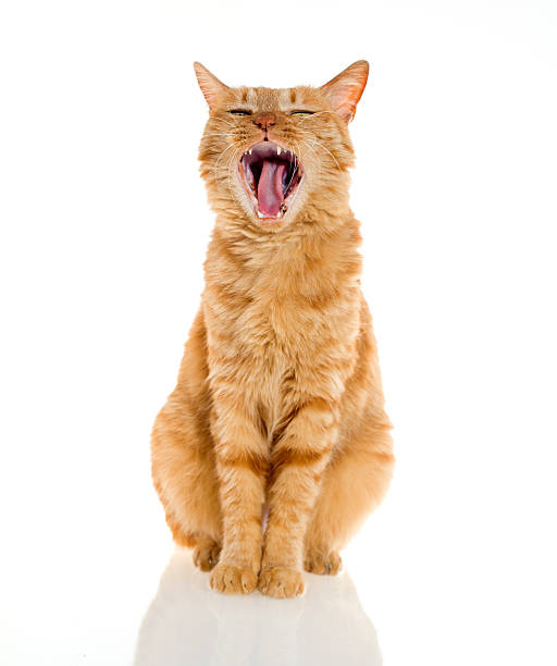 istock yellow ginger cat pet isolated 490261977