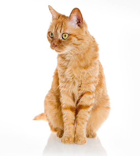 istock yellow ginger cat pet isolated 490261979