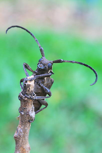 istock longhorn beetle in Genus Batocera 490262379