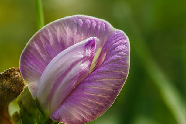istock purple flower bean in garden with vine 490262755