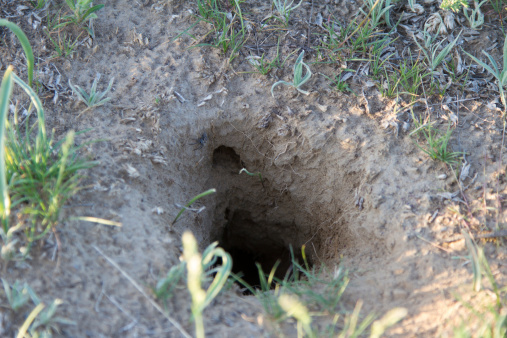Змеиные норы на участке как выглядят фото Змеиные норы на участке как выглядят фото