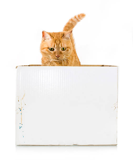 Yellow Ginger Cat Pet Isolated Stock Photo - Download Image Now