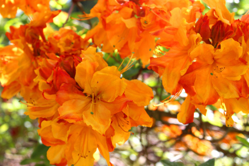 Photo showing bright orange azalea flowers in a landscaped garden in England, UK, pictured towards the end of spring.