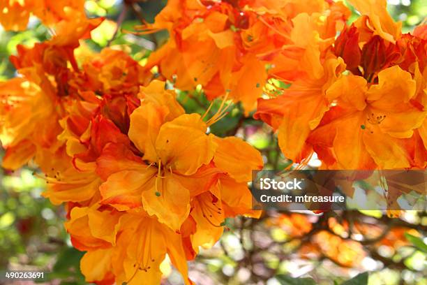 Image Of Orange Azalea Flowers In Garden Stock Photo - Download Image Now