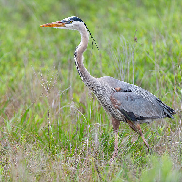 istock Great Blue Heron, bird in natural habitat 490264187