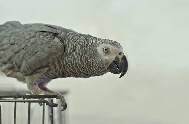 istock Grey Parrot out of the jail 490265585