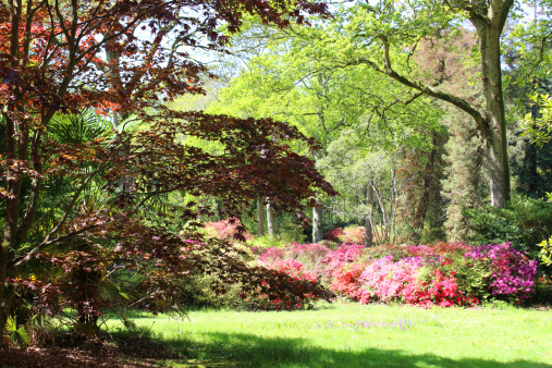 Photo showing a beautiful landscaped garden in England, with a noticeable oriental flavour.  Pictured is a large Japanese maple (acer palmatum 'atropurpureum'), flowering azaleas and lawn of fine grass that has just been mown.  There is also a series of mature oak trees (quercus) and beech trees (fagus), casting shadows on the garden beneath.