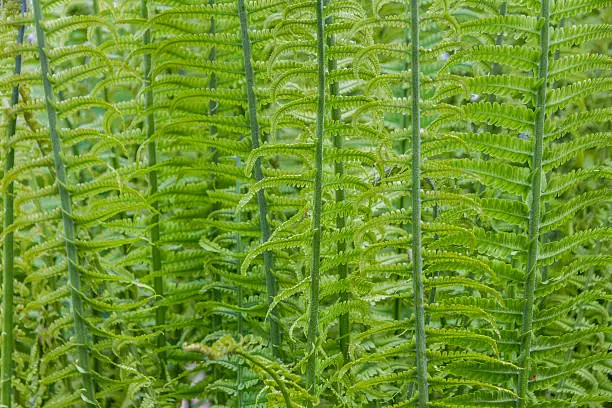 Intricate pattern of fern leaves and stalks