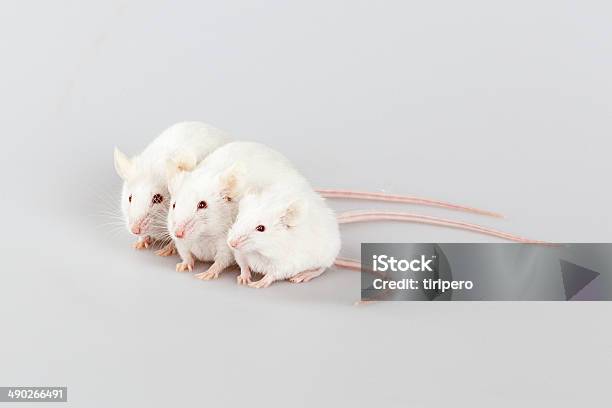 Albino Mouse Riproduzione - Fotografie stock e altre immagini di Topo - Animale - Topo - Animale, Sfondo bianco, Laboratorio