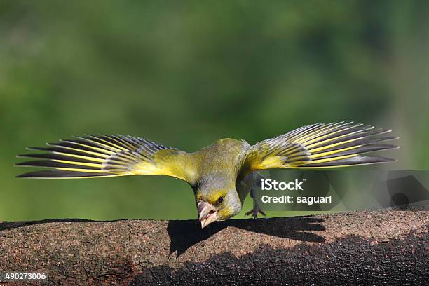 Carduelis Chloris Stock Photo - Download Image Now - Animal, Animal Body Part, Animal Head