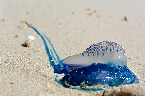 Close up of blue bottle on sand