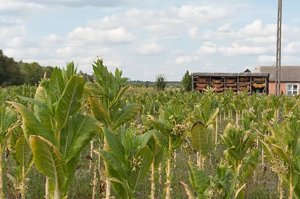 Tobacco plants with blossoms on a tobacco field