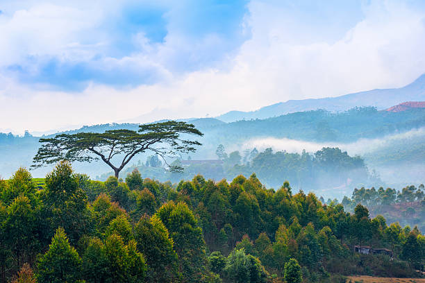 beautiful indian landscape with a trees and mountains beautiful indian landscape with a trees and mountains in a pre-dawn haze, Kerala kerala south india stock pictures, royalty-free photos & images