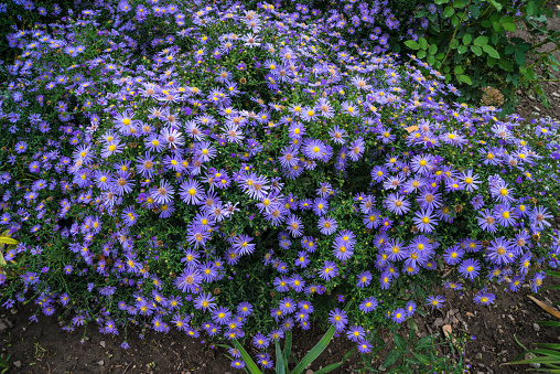 European michaelmas daisy (Aster amellus). Aster is a genus of flowering plants in the family Asteraceae.