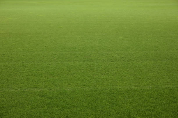 istock Soccer stadium green grass field 490275788